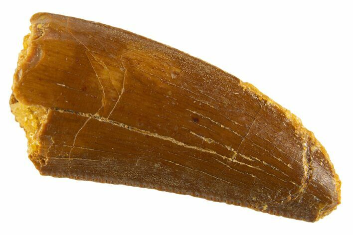 Serrated Raptor Tooth - Real Dinosaur Tooth #332439